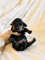 Alexandra , a female Miniature Dachshund for sale in Sacramento, CA – 2 of 10