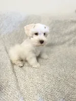 Erin , a male Miniature Schnauzer for sale in Sacramento, CA – 5 of 10