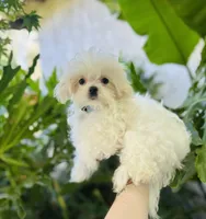 Baxter, a male Maltese for sale in Sacramento, CA – 3 of 10