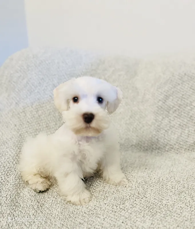 Erin  – Miniature Schnauzer puppy for sale in Sacramento, CA