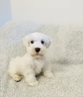 Erin , a male Miniature Schnauzer for sale in Sacramento, CA – 1 of 10