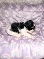 Ember, a male Miniature Schnauzer for sale in Sacramento, CA – 6 of 10