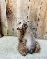 Hazel , a female Miniature Schnauzer for sale in Sacramento, CA – 3 of 10