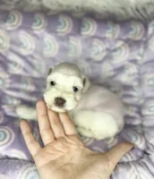Erin , a male Miniature Schnauzer for sale in Sacramento, CA – 4 of 4