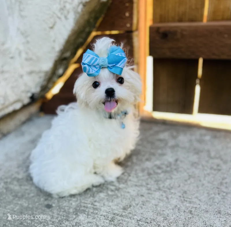 Baxter – Maltese puppy for sale in Sacramento, CA