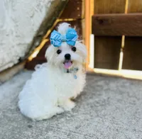Baxter, a male Maltese for sale in Sacramento, CA – 1 of 10