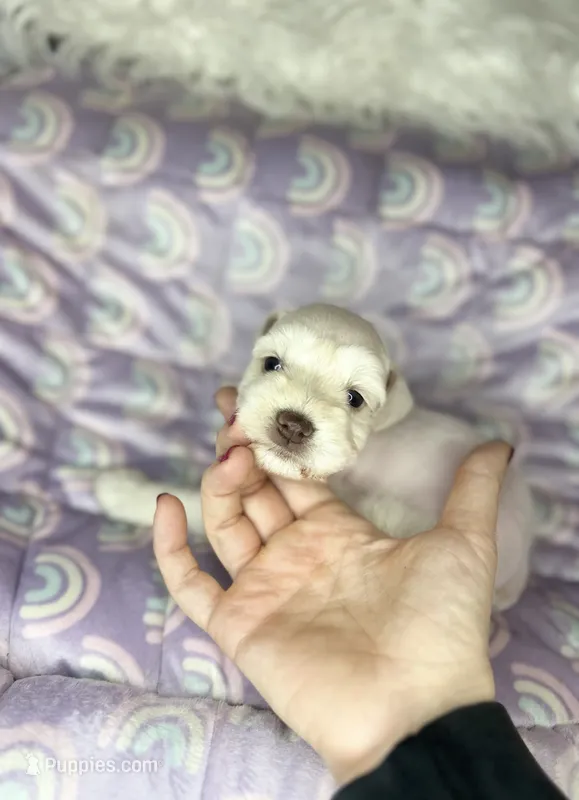 Erin  – Miniature Schnauzer puppy for sale in Sacramento, CA