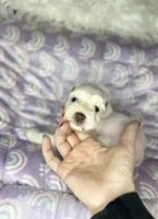 Erin , a male Miniature Schnauzer for sale in Sacramento, CA – 1 of 4