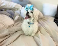 Baxter, a male Maltese for sale in Sacramento, CA – 5 of 10