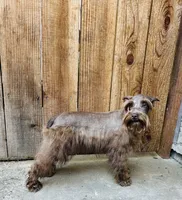 Hazel , a female Miniature Schnauzer for sale in Sacramento, CA – 7 of 10