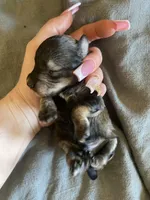 Wynsten, a male Miniature Schnauzer and Schnoodle for sale in Redding, CA – Photo 2 of 4