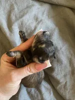 Wynsten, a male Miniature Schnauzer and Schnoodle for sale in Redding, CA – Photo 4 of 4