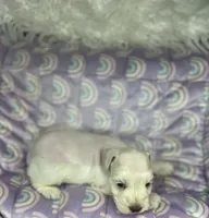 Erin , a male Miniature Schnauzer for sale in Sacramento, CA – 3 of 4