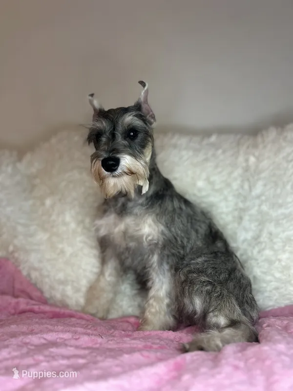 Beverley – Standard Schnauzer puppy for sale in Sacramento, CA