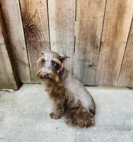 Hazel , a female Miniature Schnauzer for sale in Sacramento, CA – 6 of 10