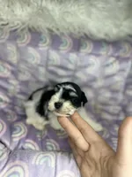 Ember, a male Miniature Schnauzer for sale in Sacramento, CA – 2 of 10