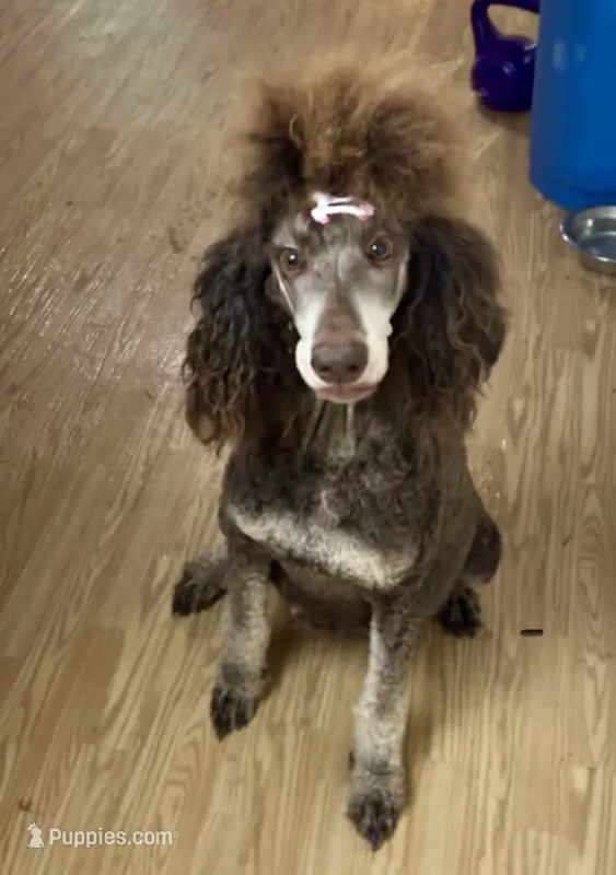 Mariah  – Poodle - Standard  puppy for sale in Sacramento, CA