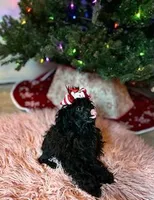Bebe, a female Schnoodle for sale in Redding, CA – Photo 3 of 6