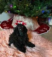 Bebe, a female Schnoodle for sale in Redding, CA – Photo 1 of 6