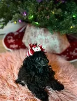 Bebe, a female Schnoodle for sale in Redding, CA – Photo 4 of 6