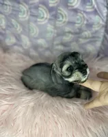 Eva, a female Miniature Schnauzer for sale in Sacramento, CA – 3 of 5