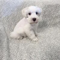 Erin , a male Miniature Schnauzer for sale in Sacramento, CA – 3 of 10