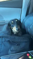 Puppies due , a  Miniature Dachshund for sale in Sacramento, CA – 5 of 6