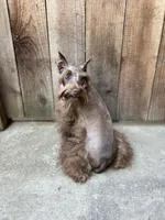 Hazel , a female Miniature Schnauzer for sale in Sacramento, CA – 9 of 10