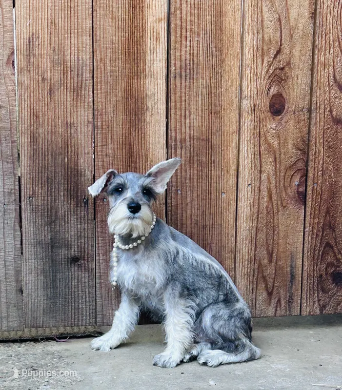 Beverley – Standard Schnauzer puppy for sale in Sacramento, CA