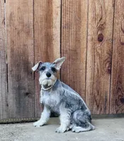 Beverley, a female Standard Schnauzer for sale in Sacramento, CA – 5 of 5
