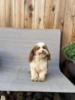 Allison, a female Schnoodle for sale in Redding, CA – Photo 8 of 10