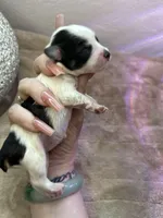 Allison, a female Schnoodle for sale in Redding, CA – Photo 7 of 10