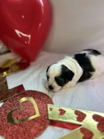 Allison, a female Schnoodle for sale in Redding, CA – Photo 2 of 10