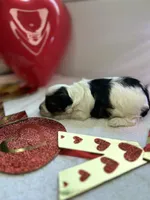 Allison, a female Schnoodle for sale in Redding, CA – Photo 3 of 10