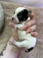 Allison, a female Schnoodle for sale in Redding, CA – Photo 6 of 10