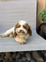 Allison, a female Schnoodle for sale in Redding, CA – Photo 10 of 10