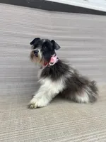 Allison, a female Schnoodle for sale in Redding, CA – Photo 4 of 10