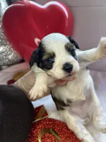 Allison, a female Schnoodle for sale in Redding, CA – Photo 1 of 10