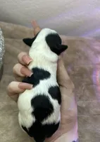 Allison, a female Schnoodle for sale in Redding, CA – Photo 5 of 10