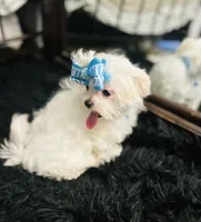 Baxter, a male Maltese for sale in Sacramento, CA – 4 of 10
