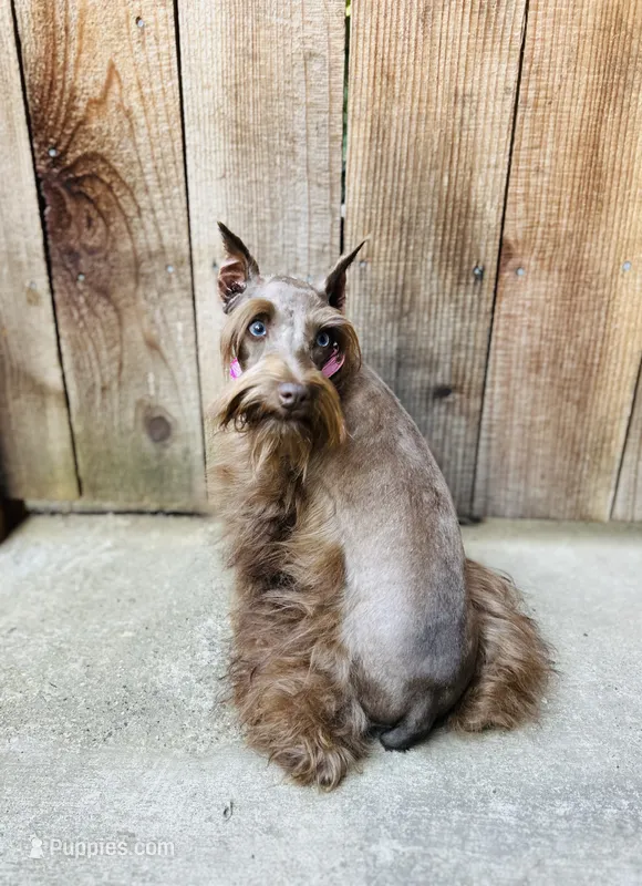 Hazel  – Miniature Schnauzer puppy for sale in Sacramento, CA