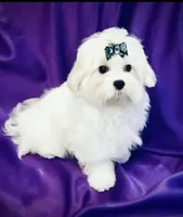 Puppy purple, a male Maltese for sale in Redding, CA – Photo 7 of 9