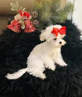 Puppy purple, a male Maltese for sale in Redding, CA – Photo 4 of 9