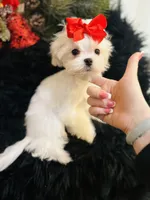 Puppy purple, a male Maltese for sale in Redding, CA – Photo 3 of 9