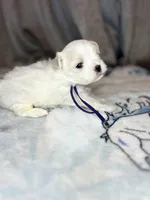 Puppy purple, a male Maltese for sale in Redding, CA – Photo 5 of 9