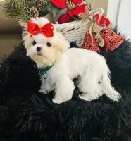 Puppy purple, a male Maltese for sale in Redding, CA – Photo 1 of 9