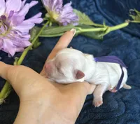 Puppy purple, a male Maltese for sale in Redding, CA – Photo 6 of 9