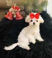 Puppy purple, a male Maltese for sale in Redding, CA – Photo 2 of 9