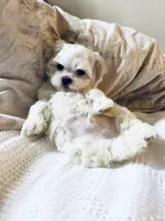 Branson , a male Maltese for sale in Sacramento, CA – 3 of 9