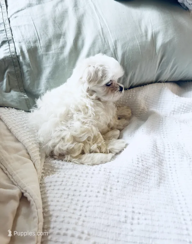 Baxter – Maltese puppy for sale in Sacramento, CA